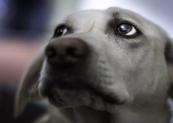 Revelaron cuáles son las cosas que los perros detectan antes que sus dueños y por qué