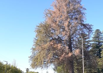 “Para muestra solo basta un…….Árbol”