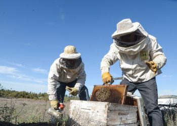 La planta de extracción comunitaria de miel dio inicio a una nueva temporada