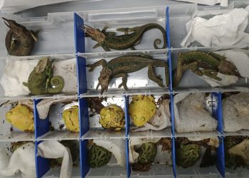 «Estaban en deplorables condiciones»: incautaron 160 animales exóticos que llevaba un pasajero en el aeropuerto