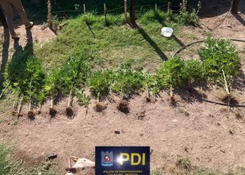 Aprehenden a dos hombres y secuestran marihuana en una causa por robo