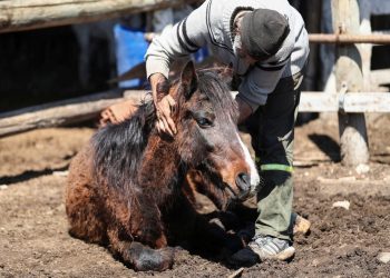 Encefalomielitis equina: declararon la emergencia sanitaria en todo el territorio nacional
