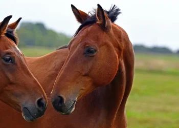 Alerta: Se detectó el primer caso humano de Encefalitis Equina del Oeste