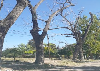 Tala de Árboles en la Villa 25 de Mayo
