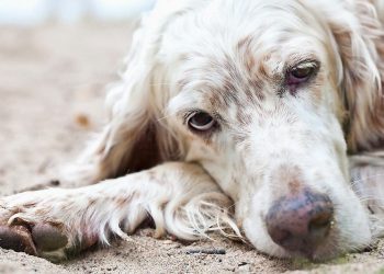 Los tips para saber de verdad cuando un perro está envejeciendo y cómo ayudarlo