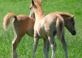 Conmoción en Catamarca: nació potrillo con un solo ojo y el hocico al revés