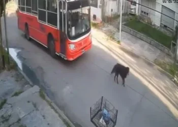 Citan a indagatoria al chofer del micro que atropelló a un perro y Milei lo denunció