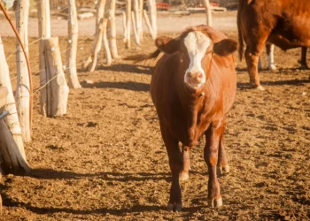 Horror en una granja de San Juan : una vaca embistió brutalmente a un hombre, lo pateó en el piso, murieron ambos y los perros comieron el cadáver