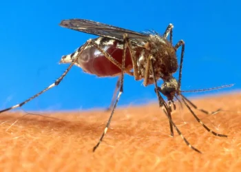 Confirmaron dos nuevos casos de dengue en Mendoza