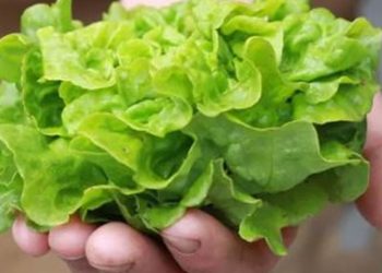 Innovador metodología en Mendoza: Encuentran ibuprofeno en cultivos de lechuga baby