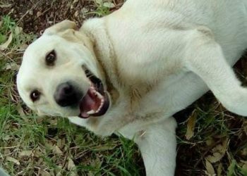Final feliz: Eugenia Masnú y su perro “Aarón” se reencontraron tras seis años de que él se perdiera
