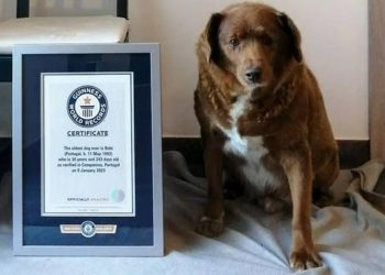 Guinness World Records le suspendió el título al perro más viejo del mundo: abrieron una investigación