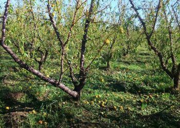El INTA confirmó que la tormenta provocó severos daños en frutos y que en algunos lugares alcanzó el 100%