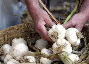 Mendoza presiona para que se mantenga un acuerdo con Brasil por la exportación de ajo