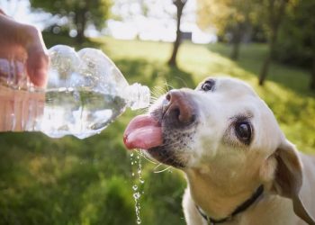 Altas temperaturas: el veterinario Pablo Noguerol explicó cómo cuidar a nuestras mascotas