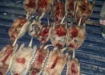 Cazadores furtivos quisieron fugarse pero fueron aprehendidos: uno era menor
