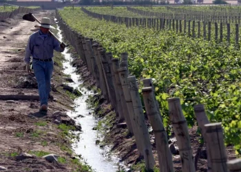 Retenciones al vino: Nación le prometió a Mendoza un cambio importante