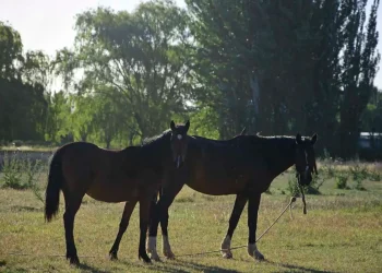 Tenía 14 años, estaba de vacaciones en Córdoba y murió luego de recibir una patada de un caballo en la cabeza