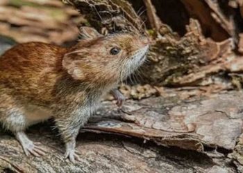 Tras una muerte en Rosario, recomiendan vacunarse contra la Fiebre Hemorrágica Argentina