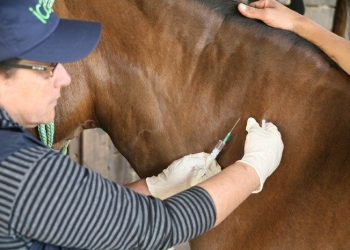 Encefalomielitis equina: “Hay que tomar conciencia y no dejar que la enfermedad se siga expandiendo”