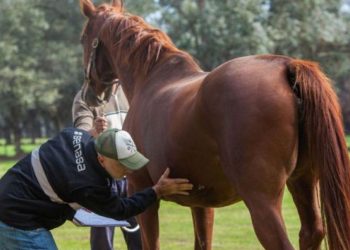 Preocupación por el brote de encefalomielitis equina en Mendoza: piden estar atentos y vacunar a los caballos