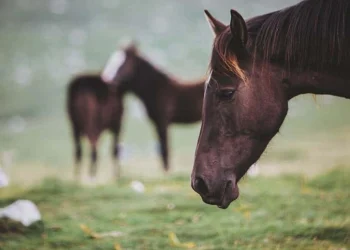 Encefalitis equina: Salud refuerza el trabajo de prevención y control