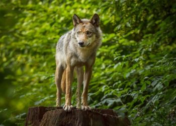 «Grave amenaza»: la Justicia autoriza a dispararle bolas de pintura a lobos «desviados» en Países Bajos