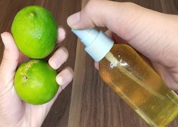 Cómo eliminar las hormigas, moscas y cucarachas de tu hogar