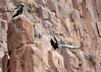 Se conocieron los números del decimotercer censo de cóndores en Mendoza