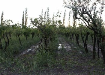 Granizo en El Cerrito: “Para nosotros ha sido verdaderamente una catástrofe”