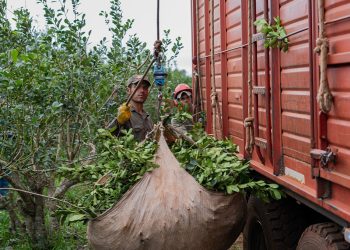 La Justicia  aceptó una cautelar pedida por asociaciones yerbateras y suspendió un capítulo del DNU
