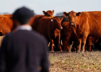 Certificaron la primera producción de carne vacuna carbono negativo del mundo