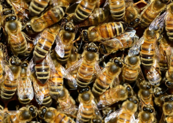 Murió picado por un enjambre de abejas: fumigaban contra el dengue, tocaron un panal y un operario de 71 años no resistió el brutal ataque