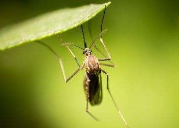 Cuál es el mejor método para alejar a los mosquitos, según la inteligencia artificial