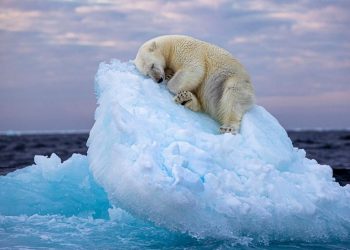 La imagen de un oso polar en un iceberg a la deriva ganó un prestigioso premio de foto