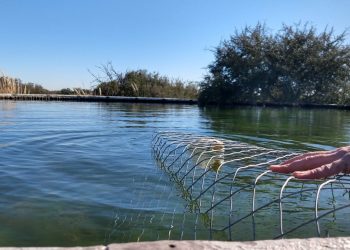 Para salvar la vida de aves: crece la instalación de rampas de escape en reservorios de agua para riego