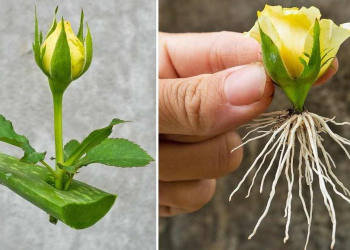 Cómo cultivar rosas a partir de capullos de flores: solo usa este sencillo truco