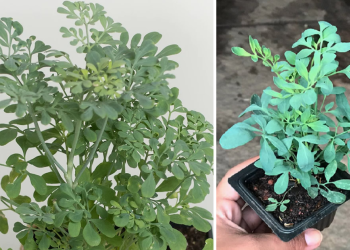 Cómo plantar ruda con estos sencillos pasos