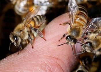 Conmoción en Córdoba: murió un hombre al ser atacado por un enjambre de abejas