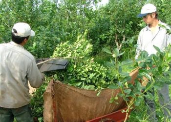 Productores en pie de guerra por los precios desfavorables de la yerba mate