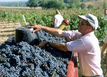Cosecha y acarreo: solicitan urgente el financiamiento para productores vitivinícolas