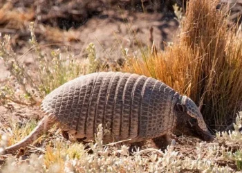 El aumento en la caza de quirquinchos podría generar la extinción de la especie