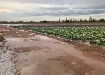 El desolador panorama que dejó la tormenta: 12 mil hectáreas afectadas y productores que perdieron todo