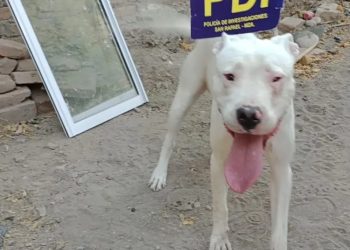 La Policía encontró el «dogo argentino» que le había robado a su dueña