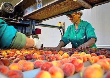 ProMendoza y CAFIM analizan el plan exportador para la fruta industrializada