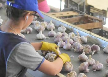 Mendoza apunta alto en la exportación de ajo y diversificación de cultivos