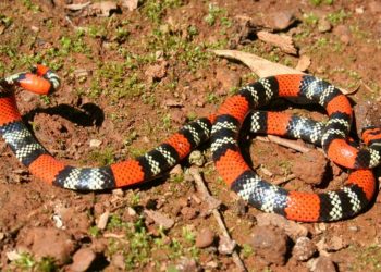 La Pampa: una beba está en grave estado después de ser mordida en su casa por una serpiente coral