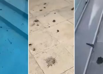 La furia de El Polaco luego de que una una bandada de gansos defeque en su pileta: «Es un despelote»