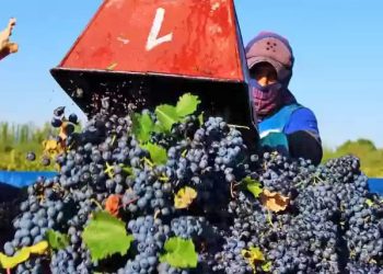 Precio de la uva: viñateros piden no vender por menos de lo acordado