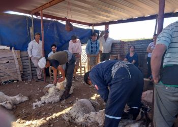 El INTA instruyó sobre la práctica de esquilado de ovejas al grupo rural La Quesana